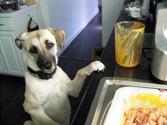 Magnum 1800W Electric Meat Grinder | Grinds Soft Bones | High-Capacity Meat Tray | 6 Grinding Plates | 3 Stainless Steel Blades | Sausage Stuffer | Kubbe Maker & More Included Customer Review Magnum 1800W Electric Meat Grinder | Grinds Soft Bones | High-Capacity Meat Tray | 6 Grinding Plates | 3 Stainless Steel Blades | Sausage Stuffer | Kubbe Maker & More Included - Customer Photo 2