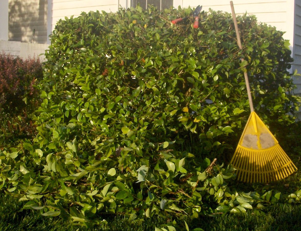 OARA Garden Hedge Shears forTrimming Borders, Boxwood, and Bushes, Hedge Clippers & Shears with Comfort Grip Handles,21 Inch Carbon Steel Bush Cutter - Customer Photo 1