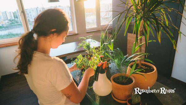 Nourishing My Apartment Garden With Proper Nutrition