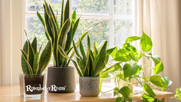 Picking the Perfect Plants for My Space and Lifestyle