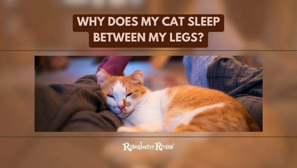 Why Does My Cat Sleep Between My Legs? [2023 Expert Guide]