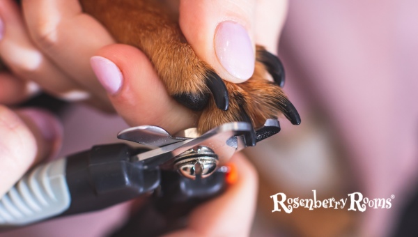 Trim Your Dog’s Nails Regularly
