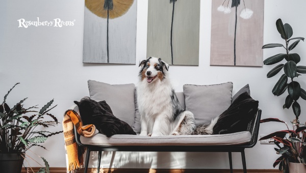 7 Best Couch Material For Dogs