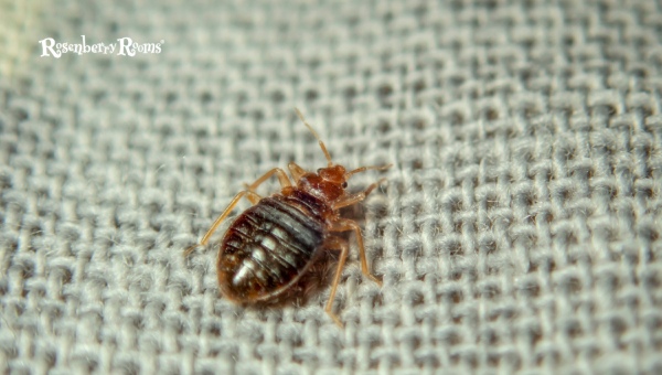 How Do Red Bed Bugs Look?
