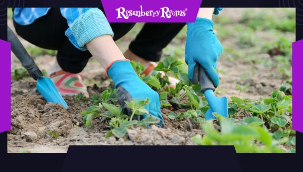 Hand Cultivator