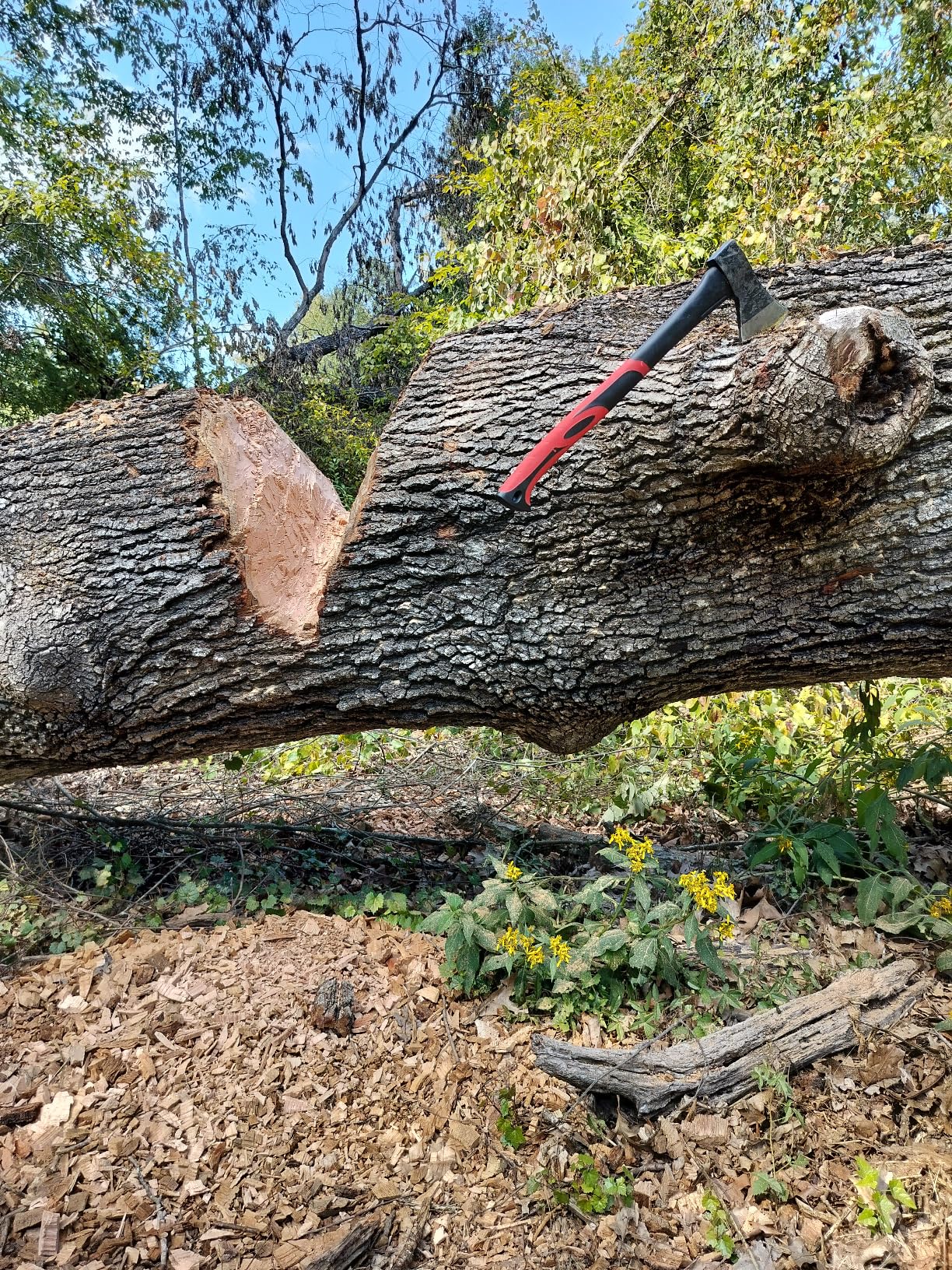 INTERTOOL 36-Inch Wood Splitting Maul | Heavy Duty Axe for Firewood Logs | Shock Absorbing Fiberglass Handle & Sheath | HT-0275 - Customer Photo 2