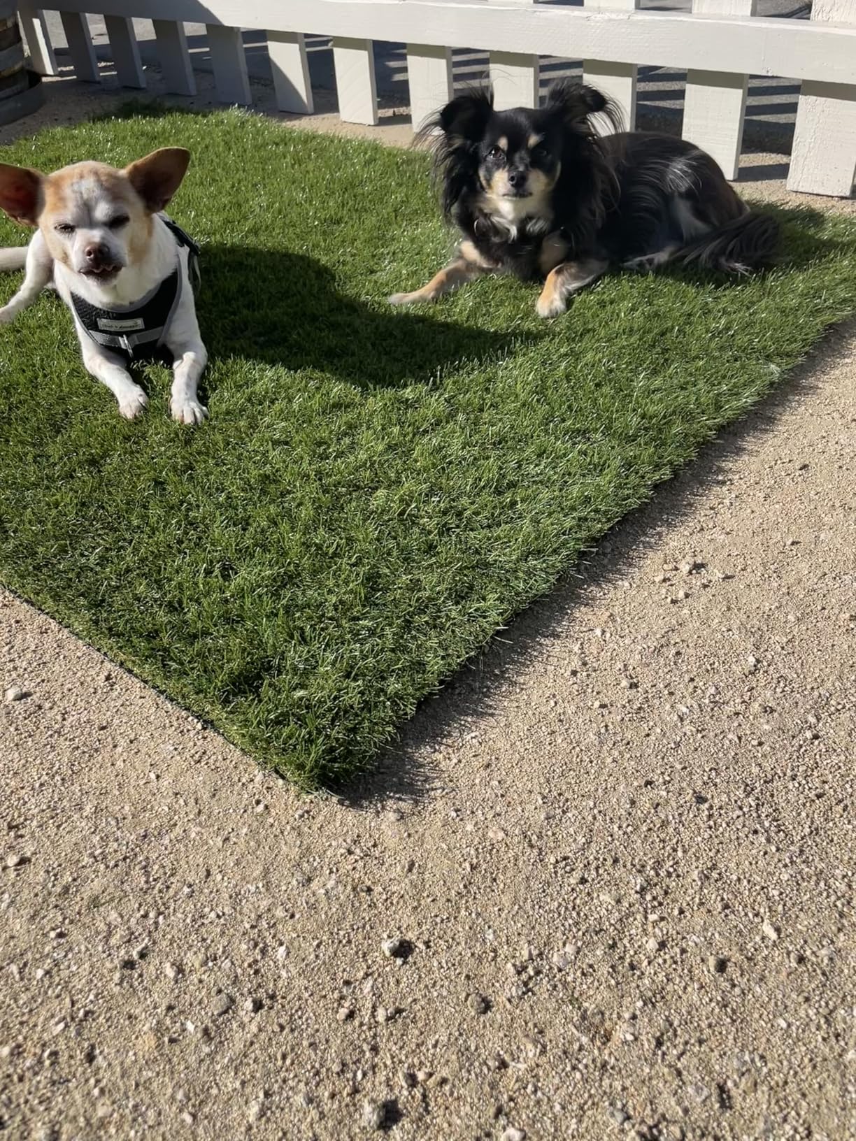 Petgrow Realistic Artificial Grass Turf -5FTX10FT(50 Square FT),Indoor Outdoor Garden Lawn Landscape Synthetic Grass Mat - Thick Fake Grass Party Wedding Christmas Rug - Customer Photo 1