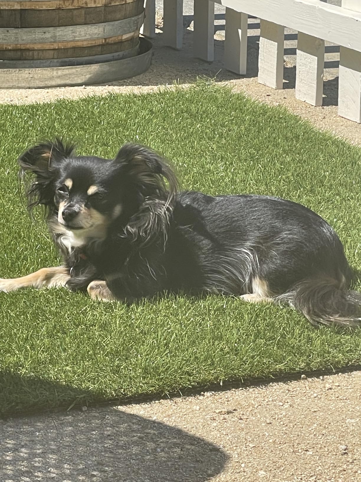 Petgrow Realistic Artificial Grass Turf -5FTX10FT(50 Square FT),Indoor Outdoor Garden Lawn Landscape Synthetic Grass Mat - Thick Fake Grass Party Wedding Christmas Rug - Customer Photo 2