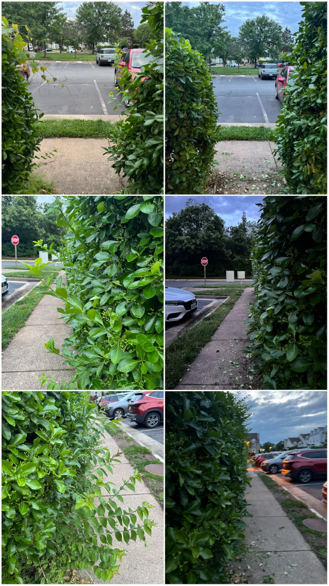 GARTOL 23-Inch Hedge Shears with 9' Extra Thick High Carbon Steel Wavy-Blade, Precision Cutting | Rust-Resistant Ergonomic Handles with TPR Grip, Adjustable Tension Knob & Shock-Absorbing Bumpers - Customer Photo 1