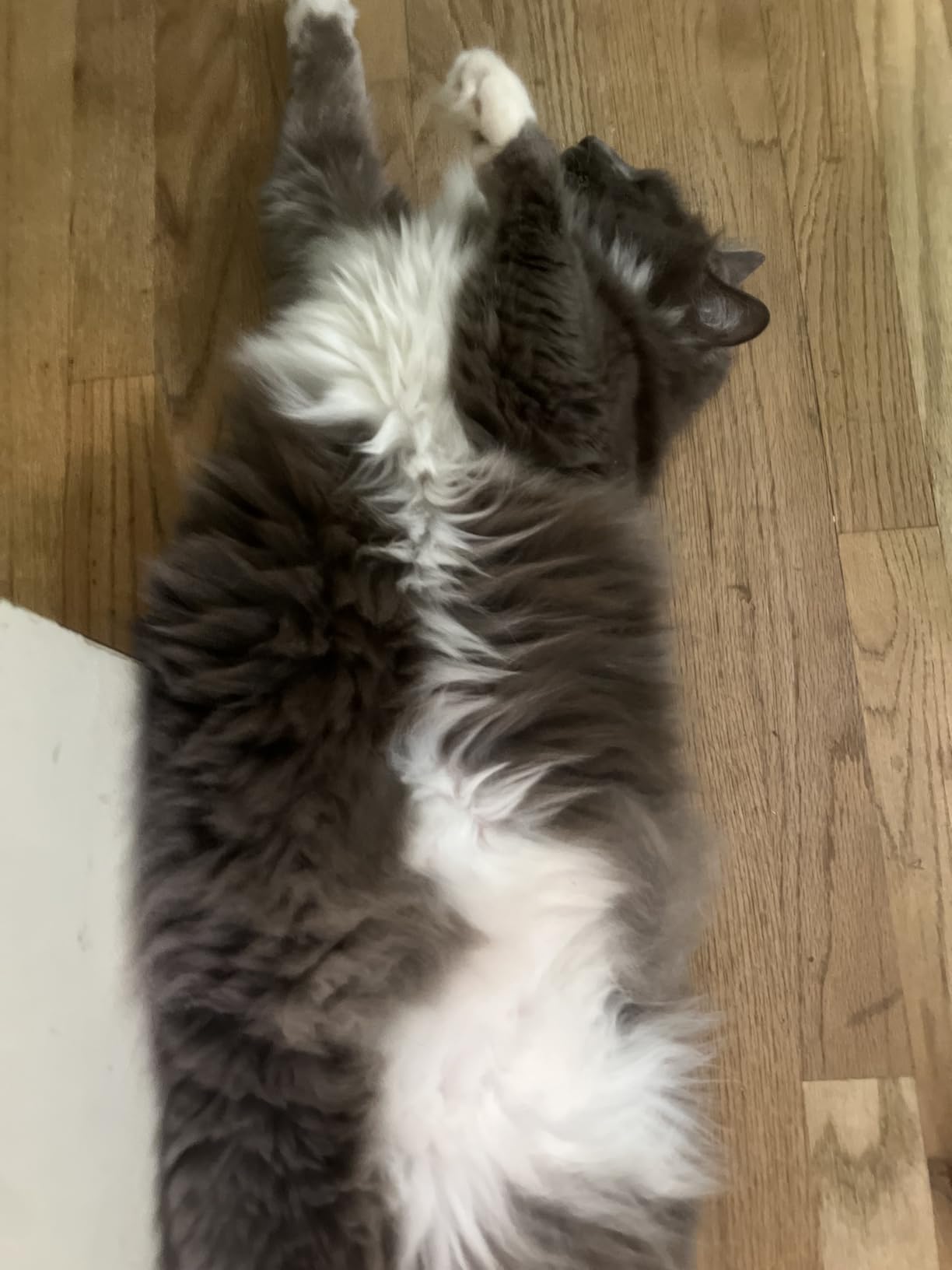 ARM & HAMMER Clump & Seal Platinum Clumping Cat Litter Odor Control, Multi-Cat, 14-Day Odor Control, Online Exclusive Formula, 18 Lbs Customer Review ARM & HAMMER Clump & Seal Platinum Clumping Cat Litter Odor Control, Multi-Cat, 14-Day Odor Control, Online Exclusive Formula, 18 Lbs - Customer Photo 1