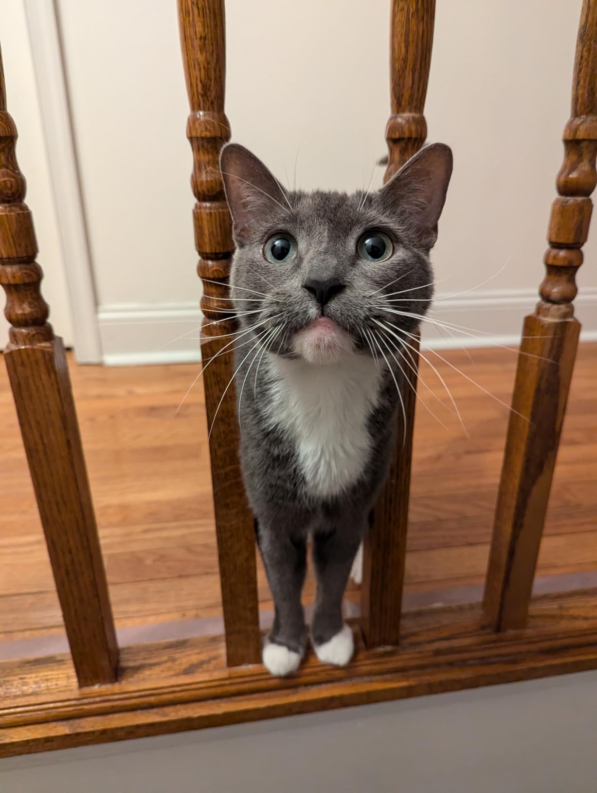 Cat Litter Deodorizer 1.2Lb Activated Carbon Litter Box Odor Eliminator Absorber Unscented Cat Litter Odor Control Room Deodorizer Solution for Homes with Pets Customer Review Cat Litter Deodorizer 1.2Lb Activated Carbon Litter Box Odor Eliminator Absorber Unscented Cat Litter Odor Control Room Deodorizer Solution for Homes with Pets - Customer Photo 1