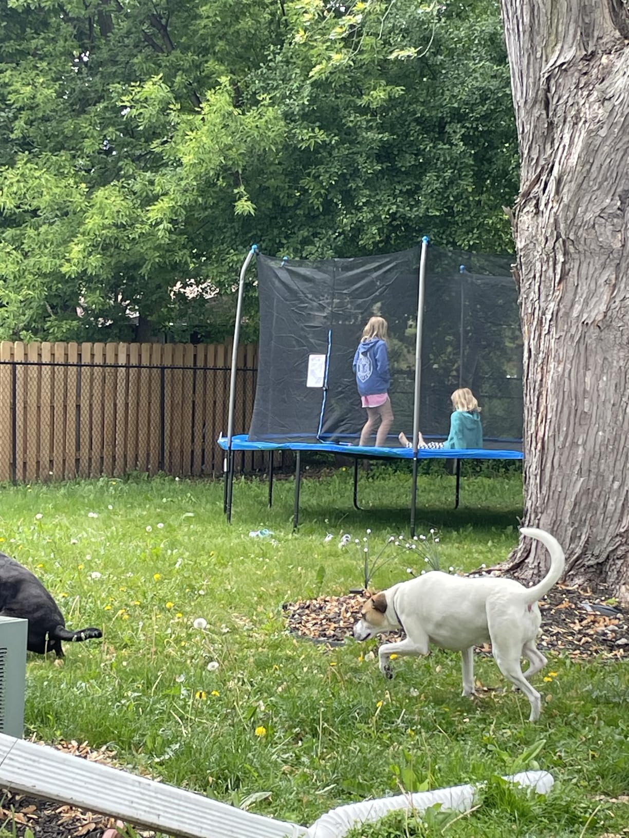 Bestway Xtreme Air 10FT 12FT 15FT Outdoor Trampoline for Kids and Adults, No-Gap Security Enclosure Net, Foam-Padded Poles, Fast & Easy Assembly, ASTM Approved, 2-Year Warranty - Customer Photo 1