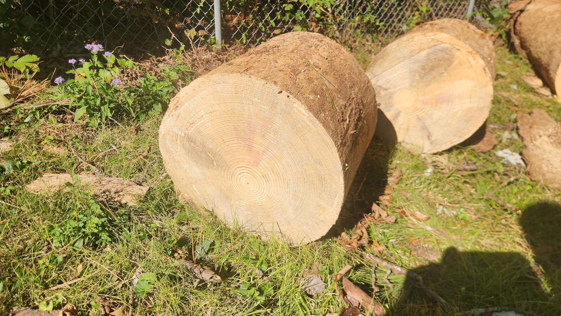 SEESII 40V 16-Inch Cordless Chainsaw with 2×4.0Ah Batteries & Charger - Customer Photo 1