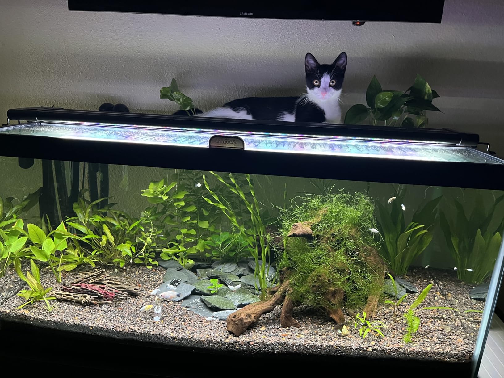 Python No Spill Clean and Fill Aquarium Maintenance System, Gravel Cleaner and Water Changer, 25 Foot customer photo 1