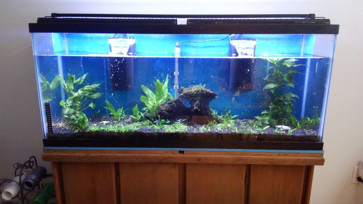 Tetra Whisper Internal Filter 20 To 40 Gallons, For Aquariums, In-Tank Filtration With Air Pump - Customer Photo 1