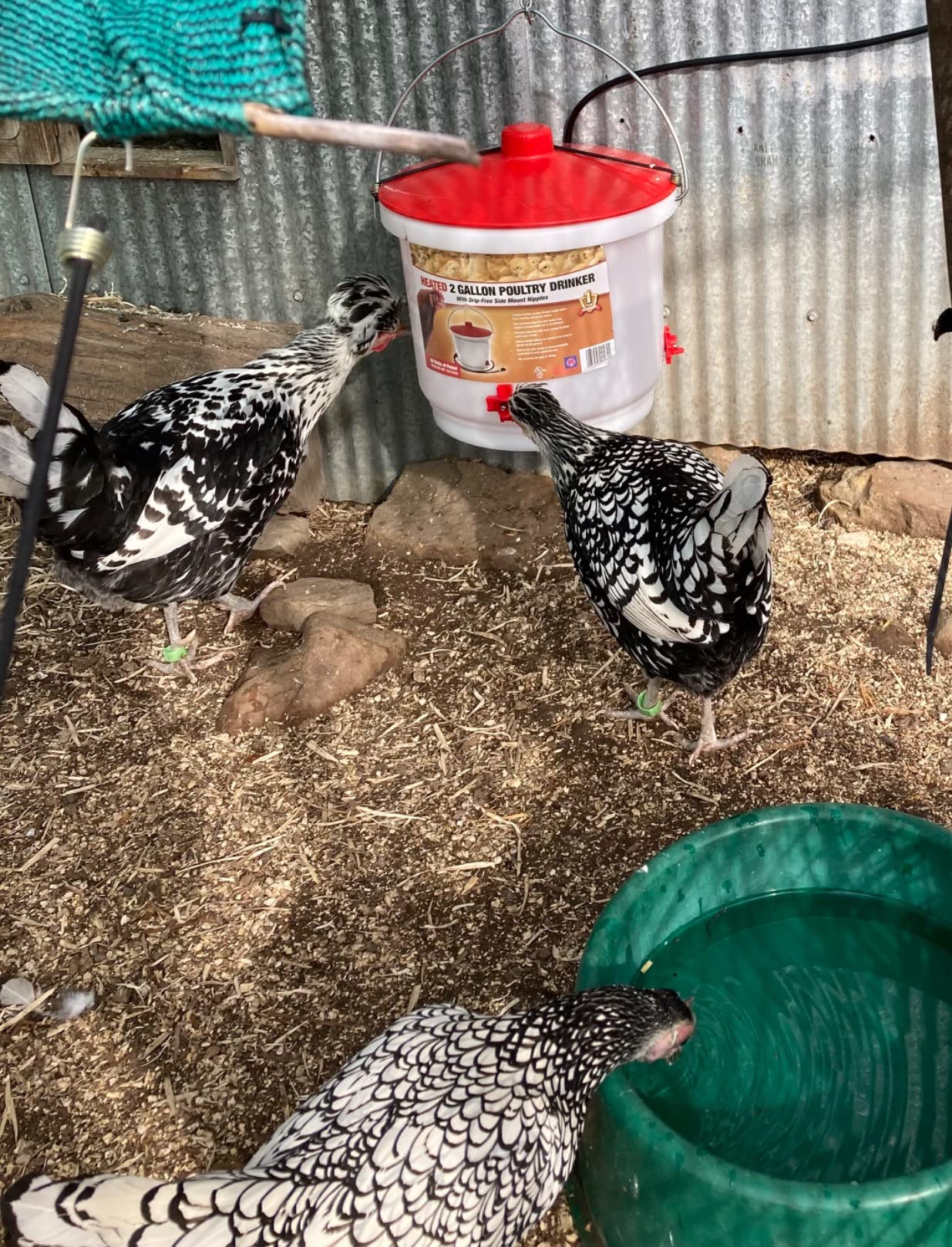 Farm Innovators Heated Chicken Waterer, Hanging Poultry Water Fountain, 3 Gallon, Red - Plastic Water Dispenser with Heater for Chicks, Chickens, and Livestock - Customer Photo 3