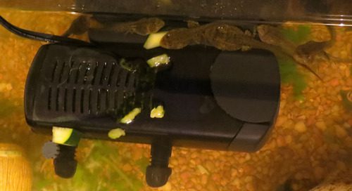 Fluval U3 Underwater Filter – Designed for Freshwater and Saltwater Aquariums, Also Ideal for Terrariums and Turtle Tanks - Customer Photo 1