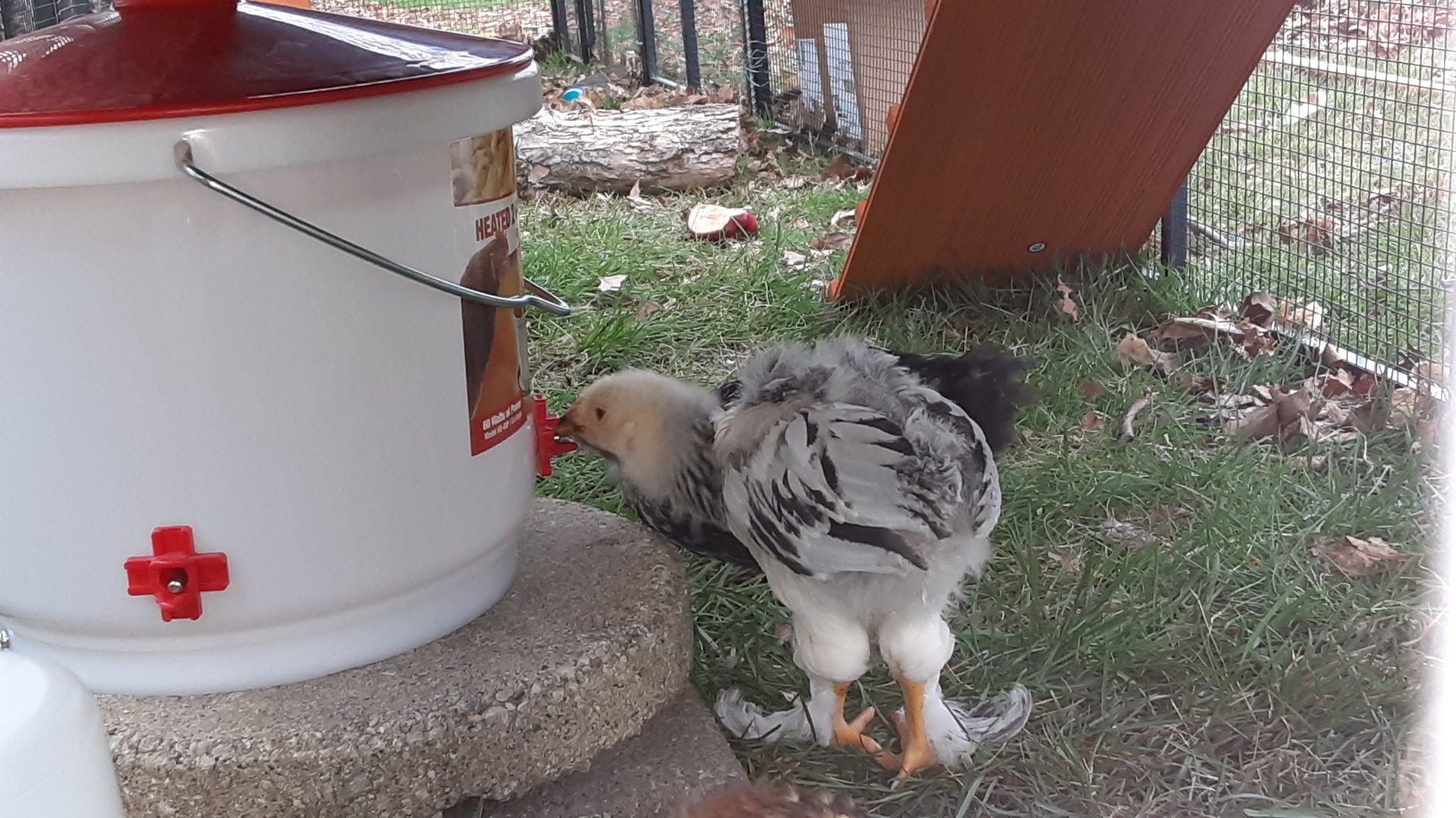 Farm Innovators Heated Chicken Waterer, Poultry Drinker Bucket, 2 Gallon - Customer Photo 2