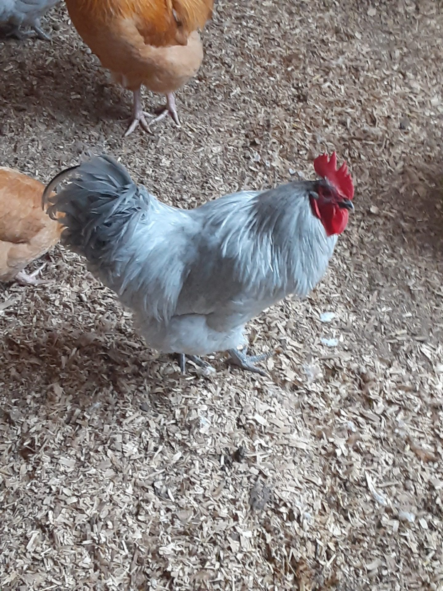 Harris Farms Manna Pro Chicken Supplies | Chicken Waterer Heated Base | Harris Farms Poultry Drinker | Chicken Coop Accessories - Customer Photo 1