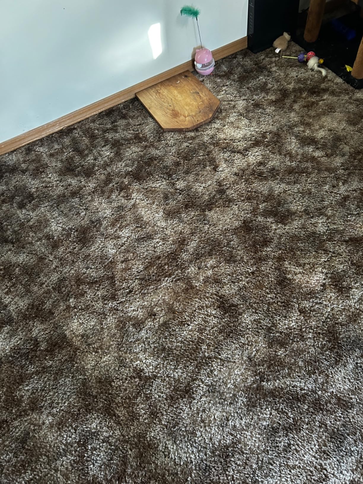 Shark Upright Vacuum, Navigator Lift-Away Deluxe with Large Dust Cup Capacity, HEPA Filter, Swivel Steering, Upholstery Tool & Crevice Tool, Blue, NV360 - Customer Photo 2