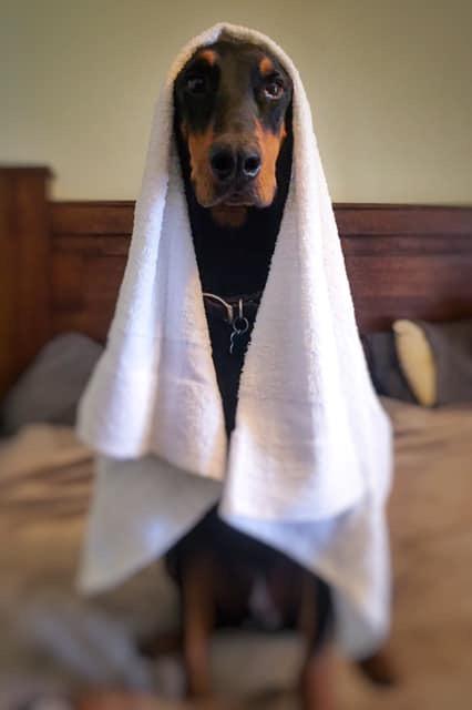 Gold Textiles 60 Pack White Hotel Bath Towels Bulk 20x40 Inches - Cotton Blend Economy Cheap Bath Towel for Commercial Uses, Gym, Salon, Spa & Hair - Lightweight Quick Dry (60 Pcs White) - Customer Photo 3