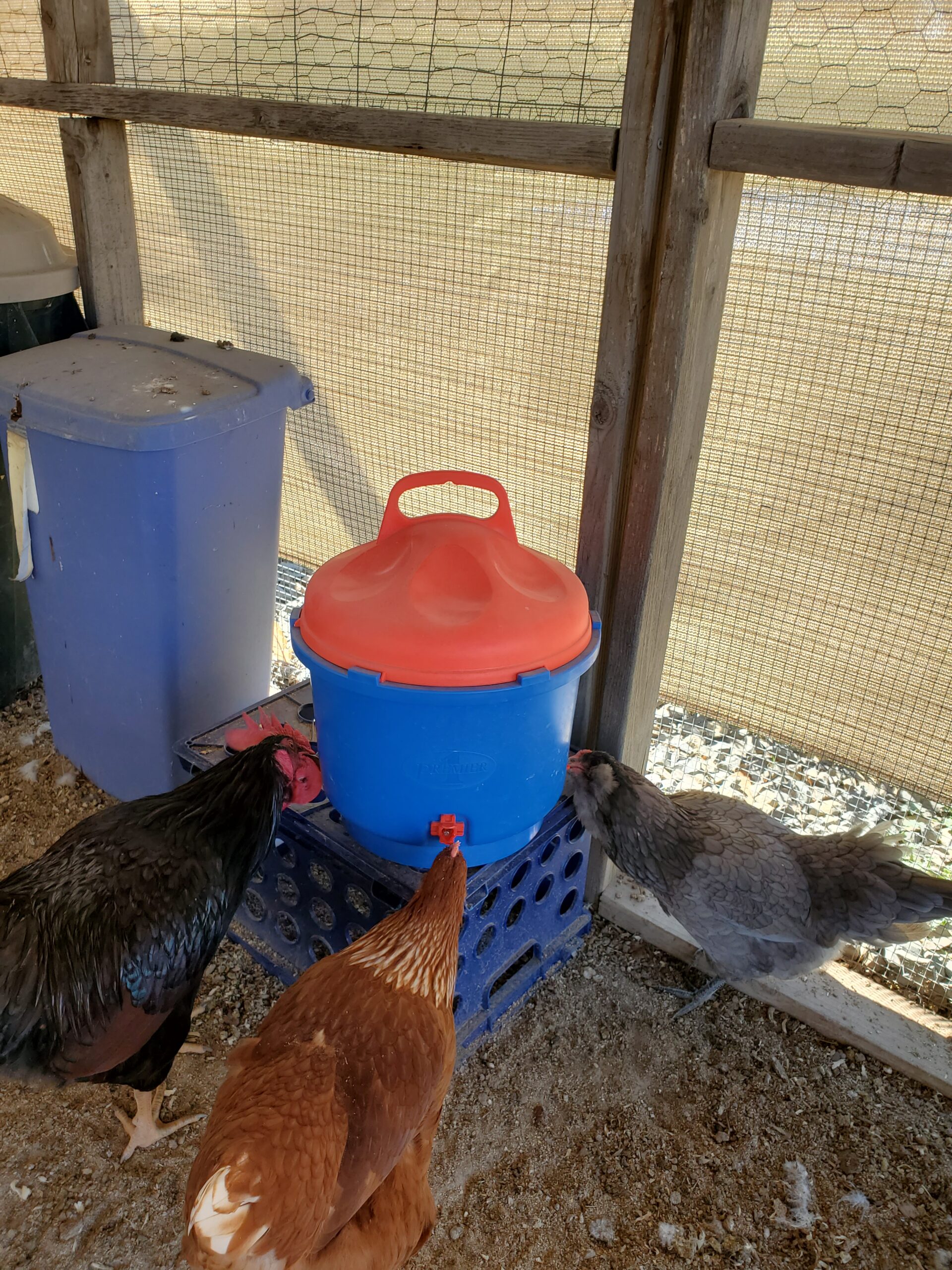 Premier 1 All-Season Heated Poultry Waterer for Chickens and Ducks - 3 Gallon - Customer Photo 1