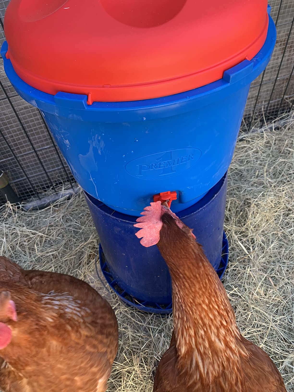 Premier 1 All-Season Heated Poultry Waterer for Chickens and Ducks - 3 Gallon - Customer Photo 3