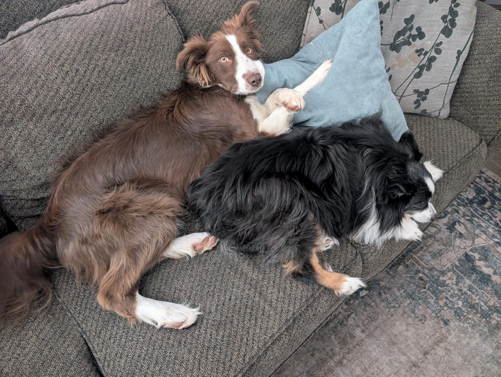 Waterpik Pet Wand Pro Dog Shower Attachment for Fast and Easy Dog Bathing and Cleaning, Indoor and Outdoor Sprayer Includes 8-Foot Flex Hose, Blue/Grey, PPR-252E - Customer Photo 1