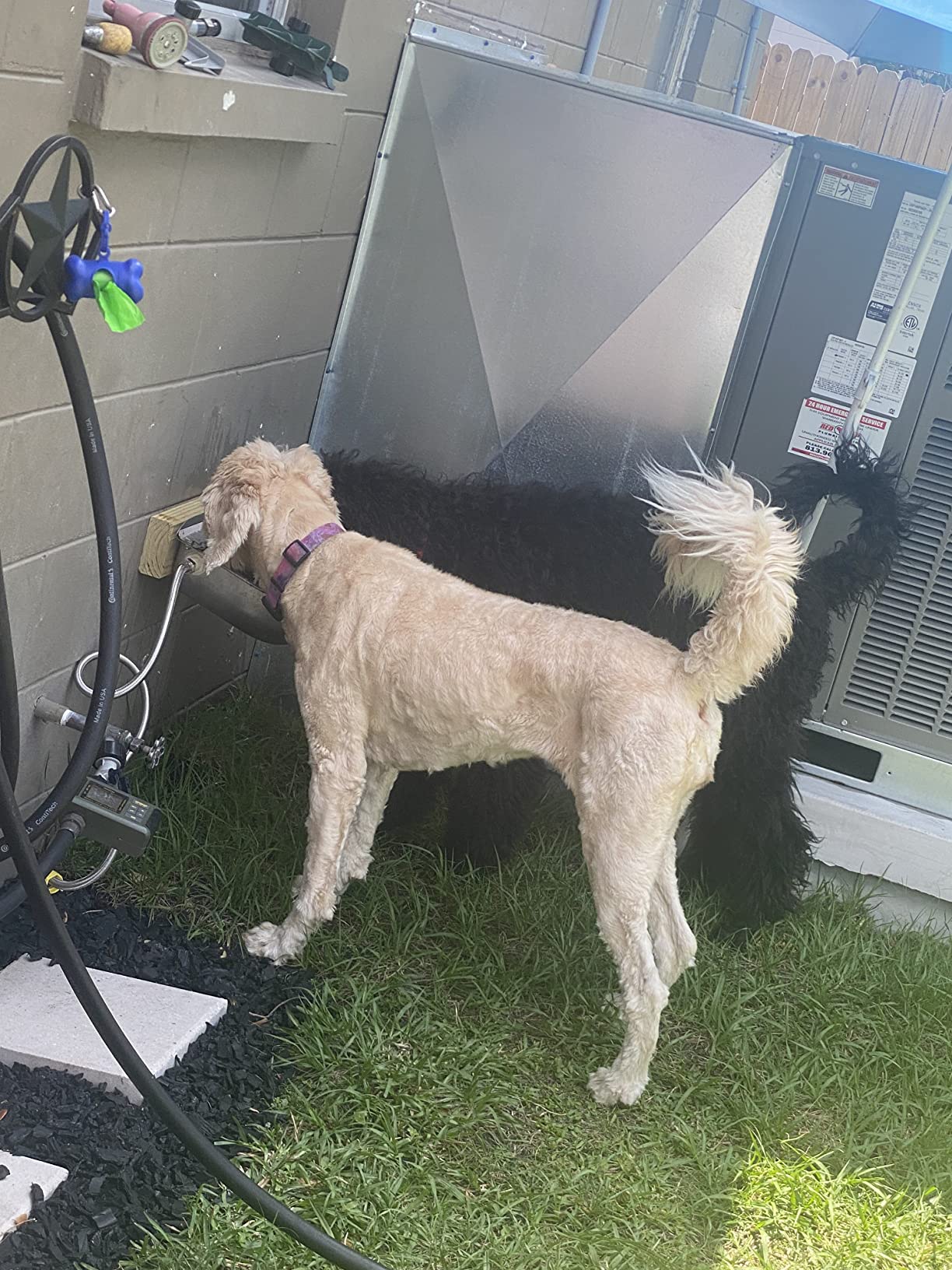 304 Stainless Steel Automatic Livestock Waterer with Float Valve and 39 inch Water Hose(one end 3/4''), Automatic Animal Water Bowl for Dogs,Horse,Calf,Chicken,Goat, Livestock Horse Waterer Dispenser - Customer Photo 2