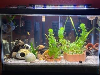 NICREW Aquarium Internal Filter, Submersible Power Filter with Multiple Function for Fish Tanks 5-10 Gallon, 53 GPH, 5W - Customer Photo 1