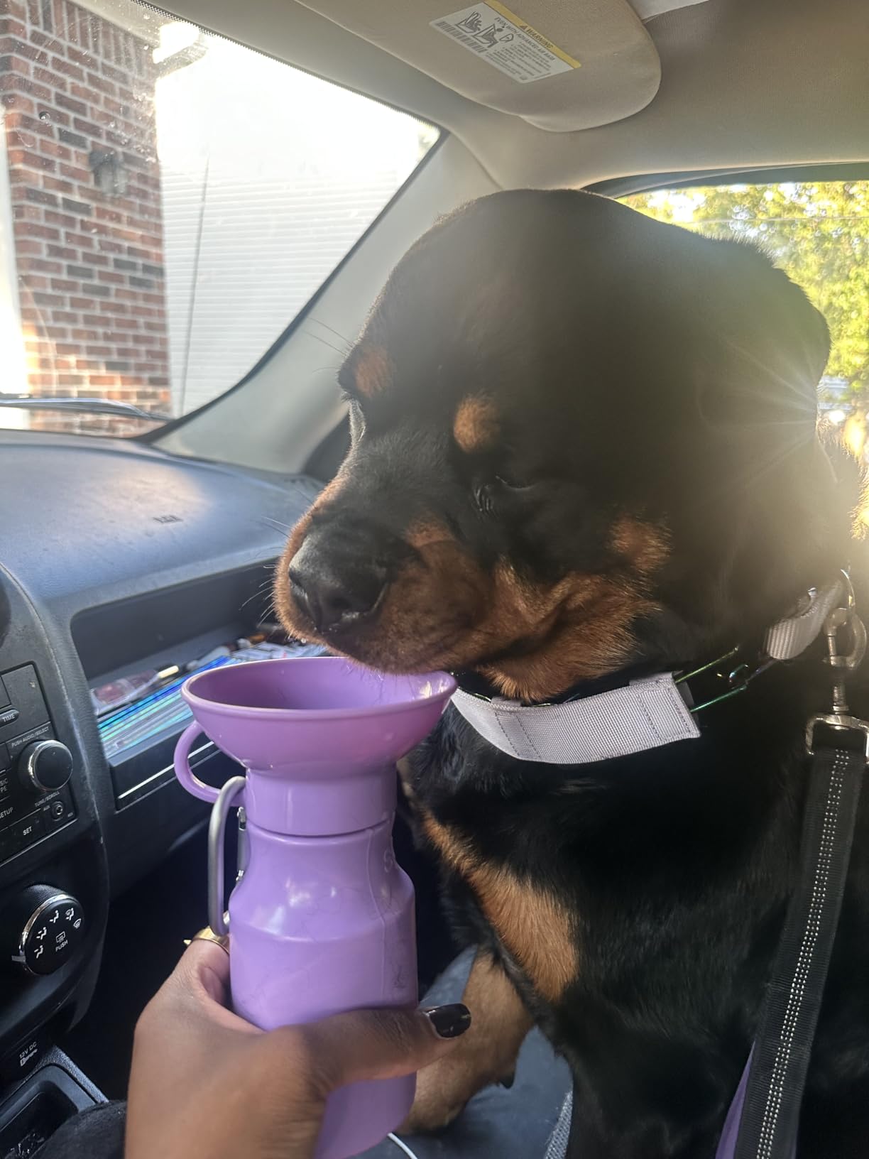 Springer Dog Water Bottle | Portable Travel Water Bottle Dispenser for Dogs | Dog Gift Seen on Oprah's Favorite Things, Shark Tank | Leak-Proof Bottles Fill Bowl with Water | BPA-Free 15oz Sky Blue - Customer Photo 1