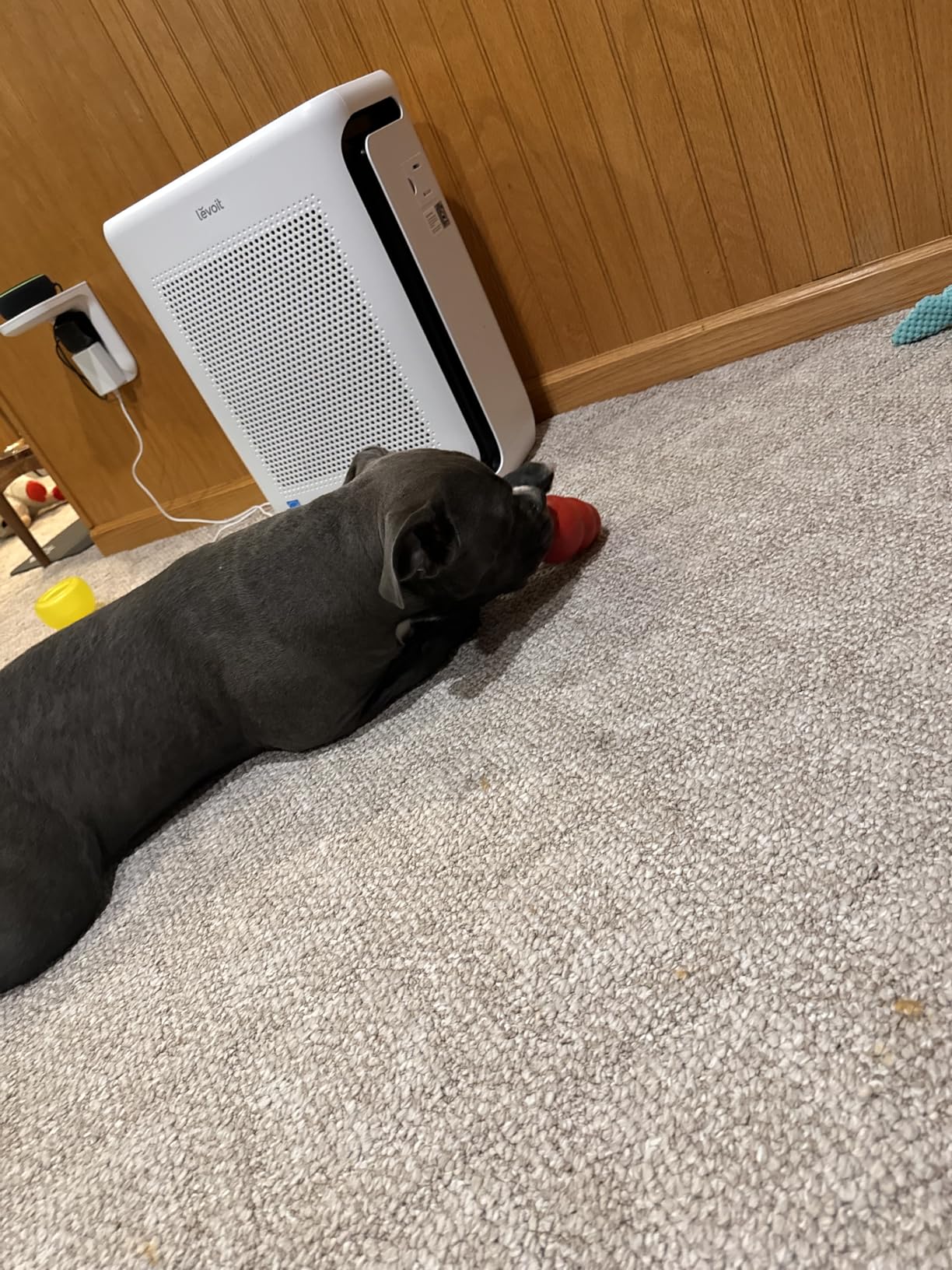 LEVOIT Air Purifiers for Home Large Room Up to 1875 Ft² with Washable Pre-Filter, AHAM VERIFIDE, Air Quality Monitor, HEPA Sleep Mode for Allergies, Pet Hair in Bedroom, Vital 200S-P, White - Customer Photo 2