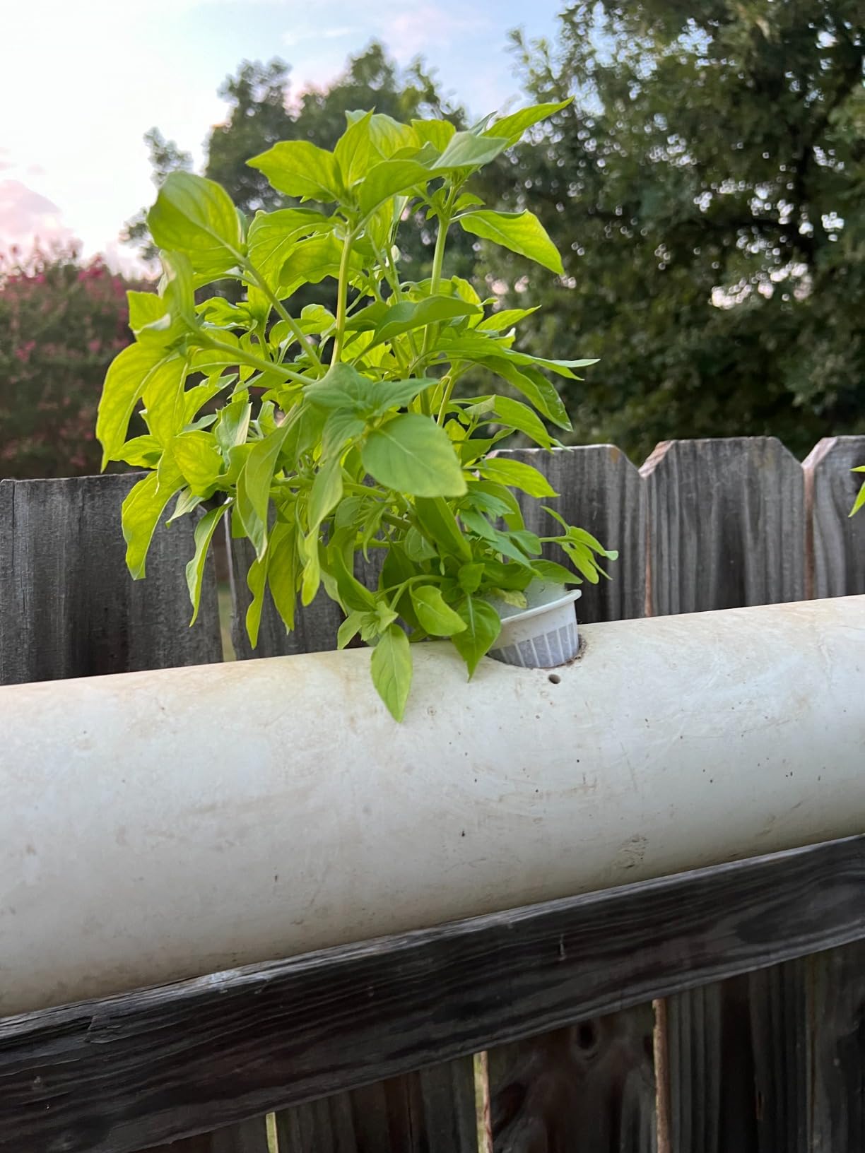 GreenGro Large Capacity Water Filter for Garden & Water Hoses - Removes Calcium, Chloramine, Chlorine, Heavy Metals/Pond Dechlorinator/Organic Gardening/Hydroponic Reservoir & Tank - Customer Photo 1