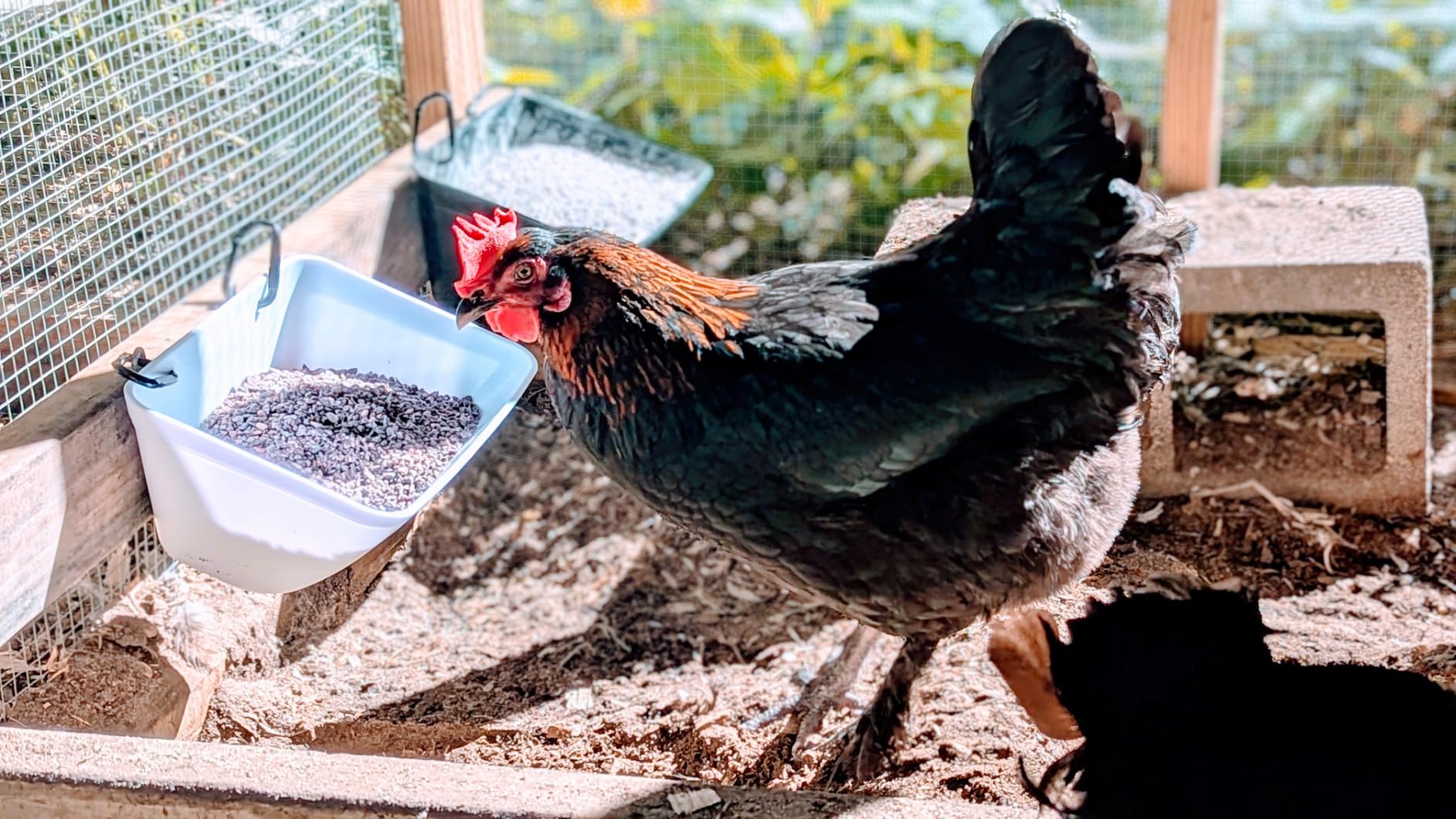 Hanging Chicken Feeder Trough for Goat Sheep Deer Poultry Duck Chicken Fence Feeder Livestock Feeding Container Goats Supplies Feeders Waterer Bucket - Customer Photo 2