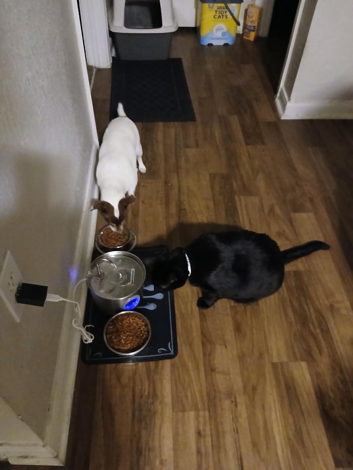 Cat Water Fountain Stainless Steel: 74oz/2.2L Cat Fountain for Drinking - Pet Water Fountain for Cats Inside - Quiet Cats Water Bowl Dispenser - Kitty Drinking Fountains - for Pets& Small Animals - Customer Photo 1