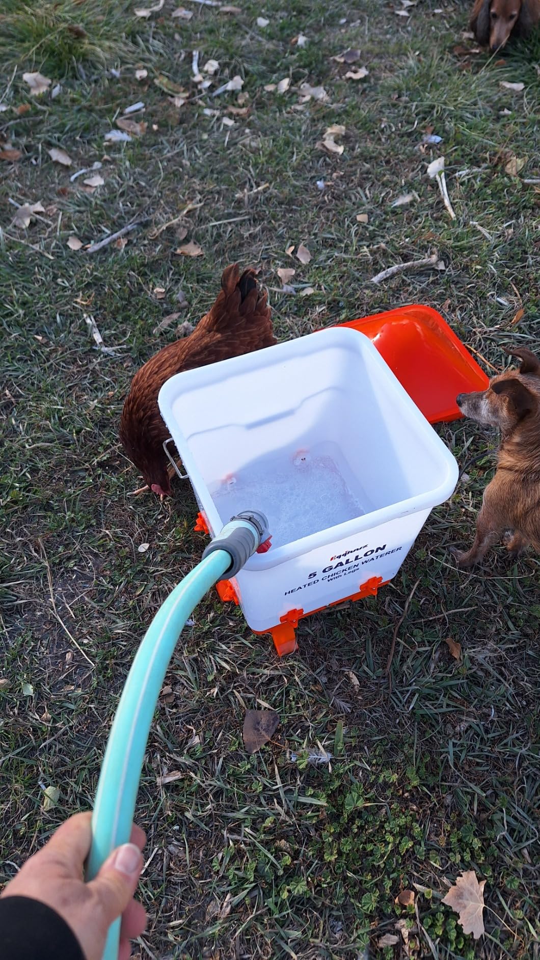 Heated Chicken Waterer 5 Gallon Thermostatically Controlled Poultry Water Heater with 8 Horizontal Nipples for Winter - Customer Photo 2