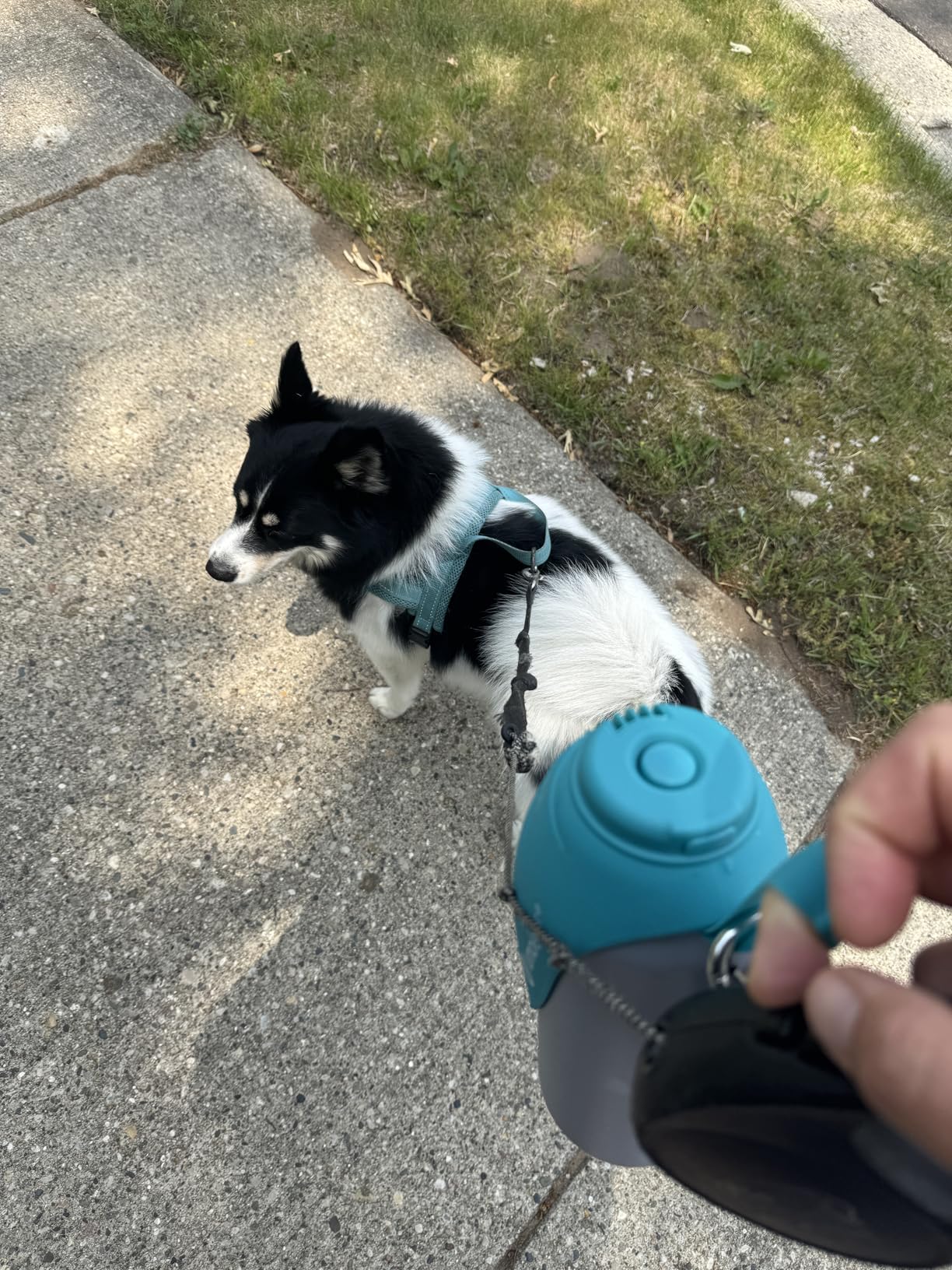 LumoLeaf Insulated Dog Water Bottle 27 oz Stainless Steel - Keep Water Cool or Warm, Portable Pet Water Bowl for Travel, Wide Mouth for Easy Ice Filling & Cleaning - Customer Photo 1