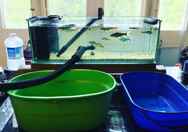 How To Change Fish Tank Water: Complete Beginner's Guide [cy] - RosenberryRooms