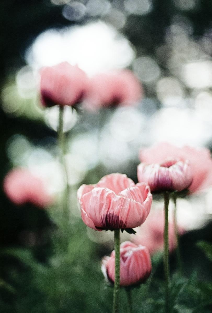 Nikon Nikkor 50mm f/1.4 AI-S - Customer Photo 1