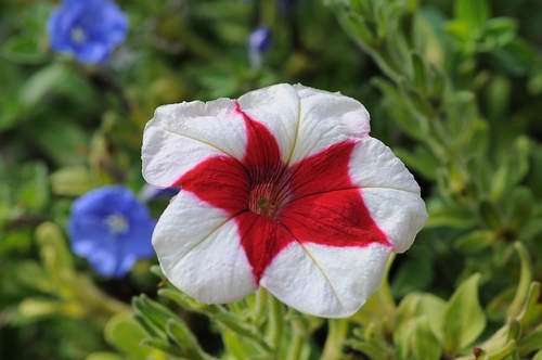 Tokina AF 100mm F/2.8 Macro at-X 100AF PRO D - Nikon - Customer Photo 1