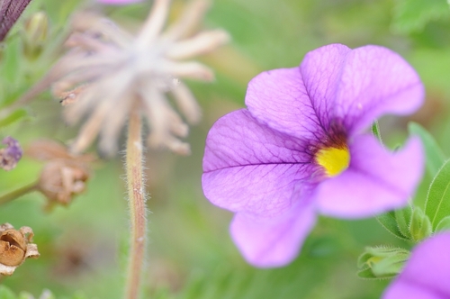 Tokina AF 100mm F/2.8 Macro at-X 100AF PRO D - Nikon - Customer Photo 2
