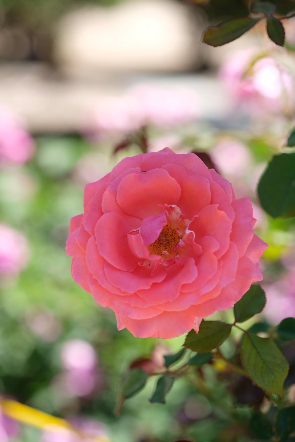 Fujinon XF60mmF2.4 R Macro - Customer Photo 1