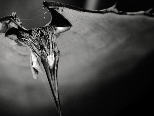 Olympus M.Zuiko Digital ED 60mm F2.8 Macro for Micro Four Thirds System Camera - Customer Photo 1