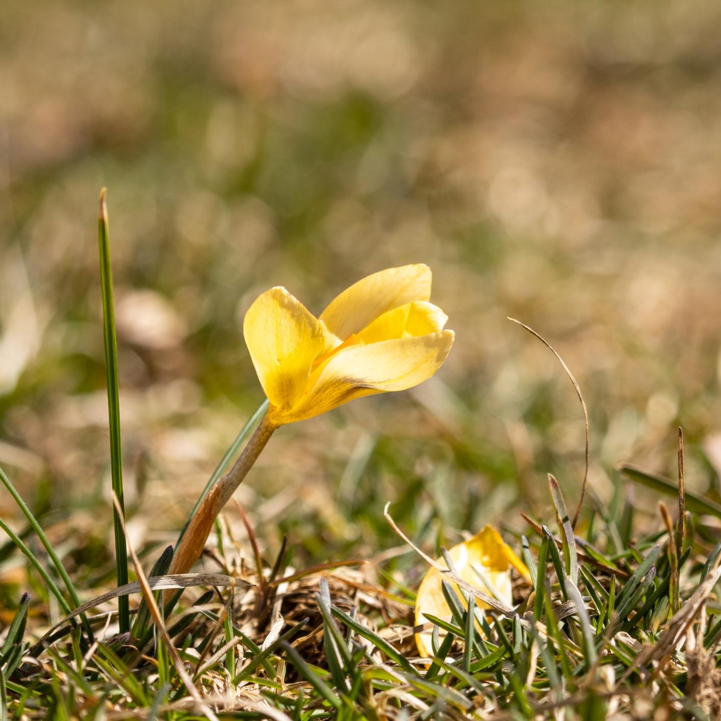 Canon EF-S 55-250mm F4-5.6 is STM - Customer Photo 2