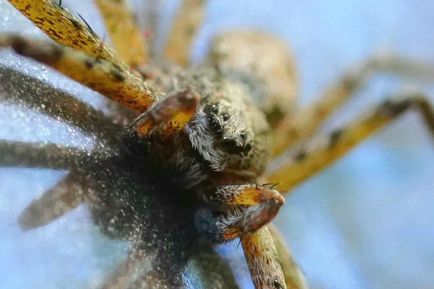 Sony FE 90mm f/2.8 Macro G OSS Lens - Customer Photo 2