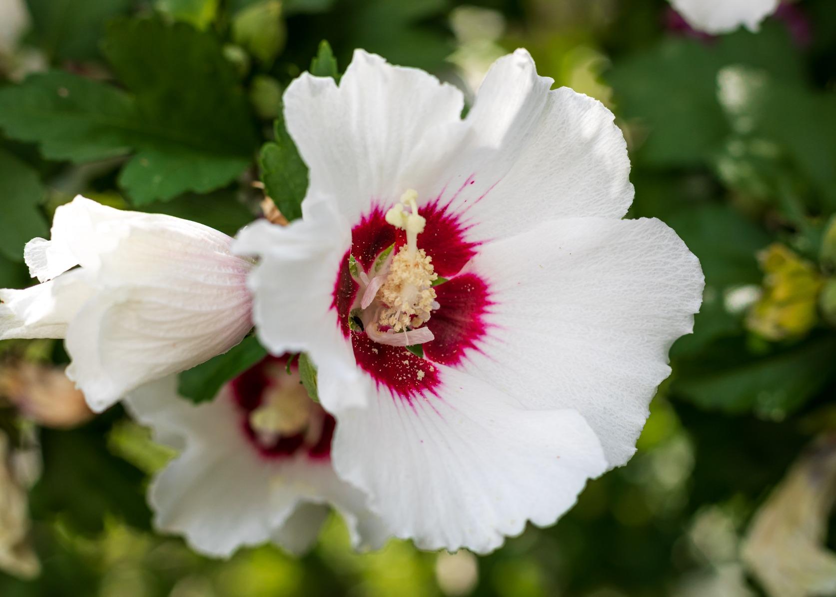 Canon EF 50mm f/1.8 STM Lens Customer Review Canon EF 50mm f/1.8 STM Lens - Customer Photo 1