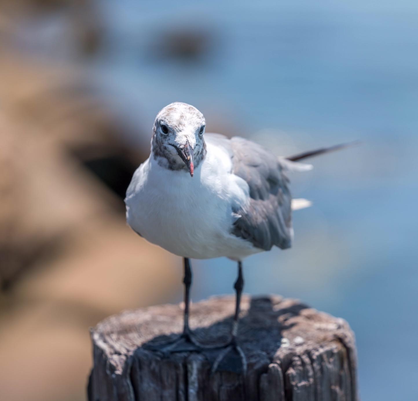 Sony FE 70-200mm f/2.8 GM OSS Lens - Customer Photo 2