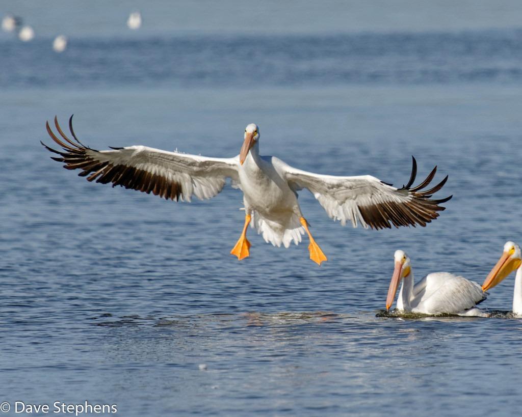 Sony SEL400F28GM 400mm F/2.8-2.8 Fixed Prime Camera Lens, White Customer Review Sony SEL400F28GM 400mm F/2.8-2.8 Fixed Prime Camera Lens, White - Customer Photo 1