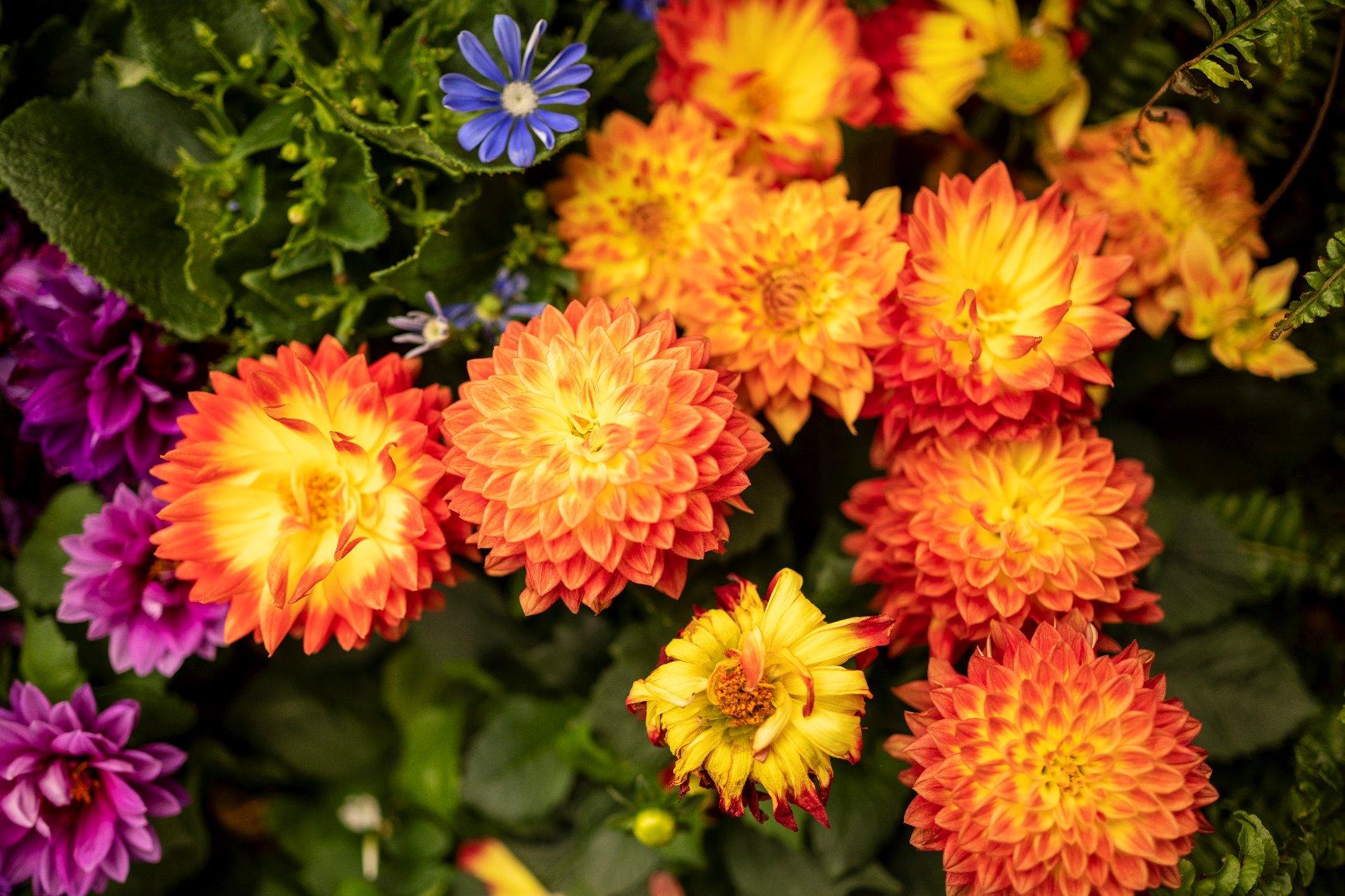 Nikon NIKKOR Z 35mm f/1.8 S | Premium 35mm prime lens for Z series mirrorless cameras - Customer Photo 5