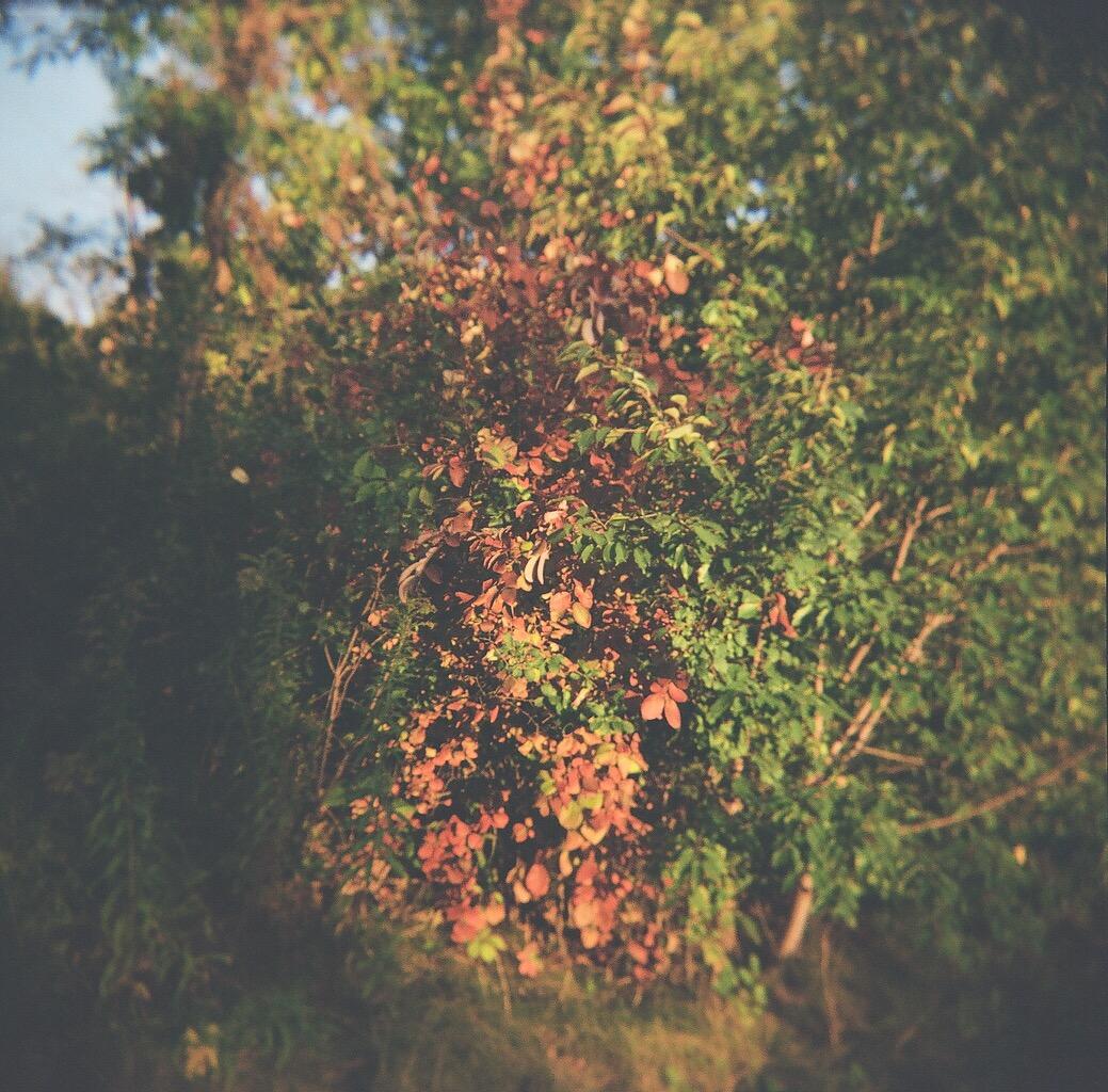HOLGA 120GCFN Plastic Medium Format Camera with Built-in Flash and Glass Lens - Customer Photo 2